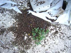 Pile of dead bees reeking of hazerdous pesticide