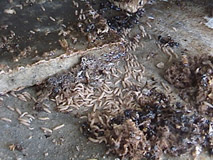 Small Hive Beetle Maggots