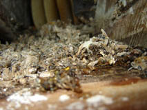 Pile of dead bees and toxic powder in a soffit